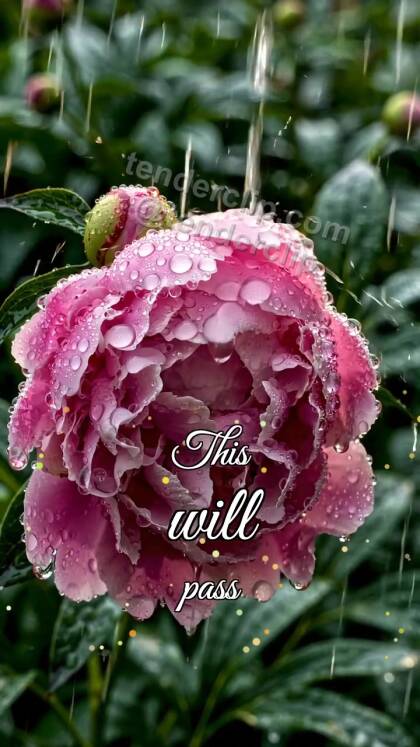 This will pass: rain stops over flower