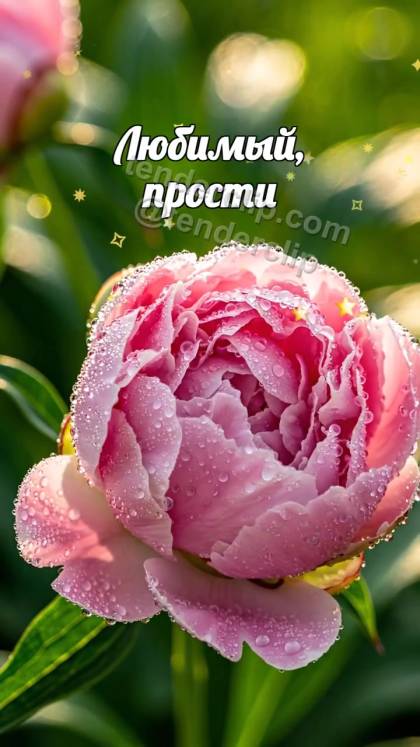 Любимый, прости: бутон раскрывается