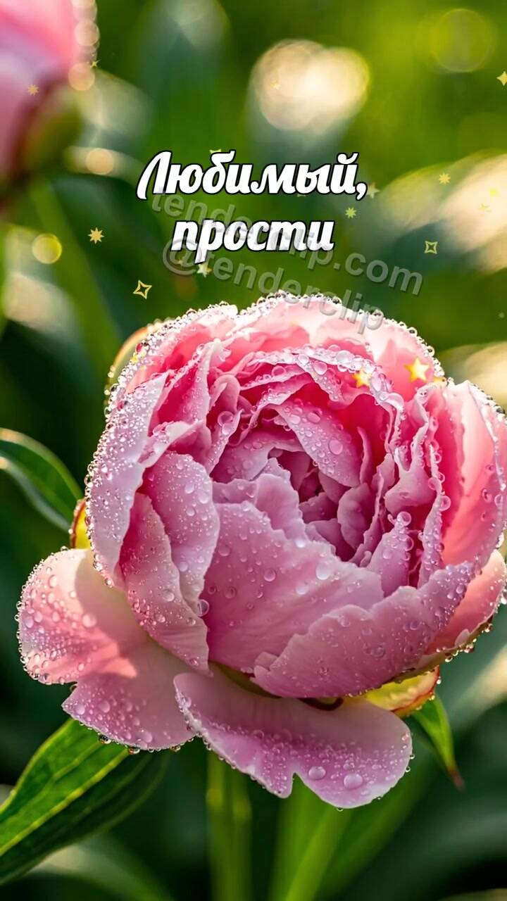 Любимый, прости: бутон раскрывается