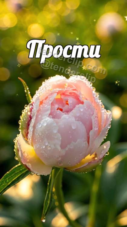 Прости: бутон раскрывается