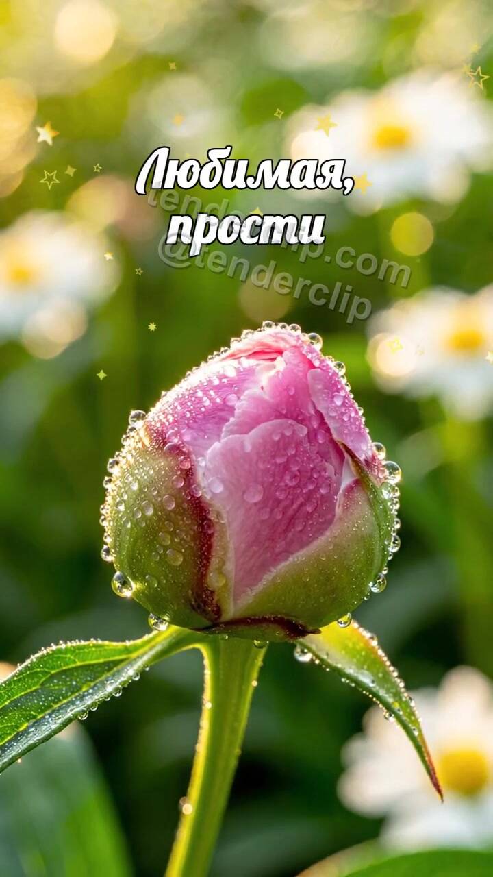 Любимая, прости: бутон раскрывается