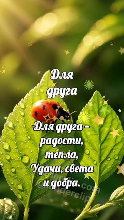 Для друга: Божья коровка делит лист