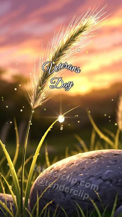 Veterans Day: Feather Grass Holds Dew