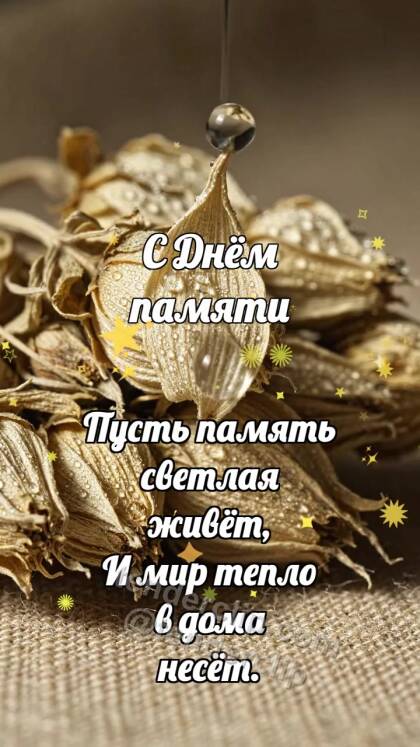 С Днём памяти: Бессмертник держит тишину