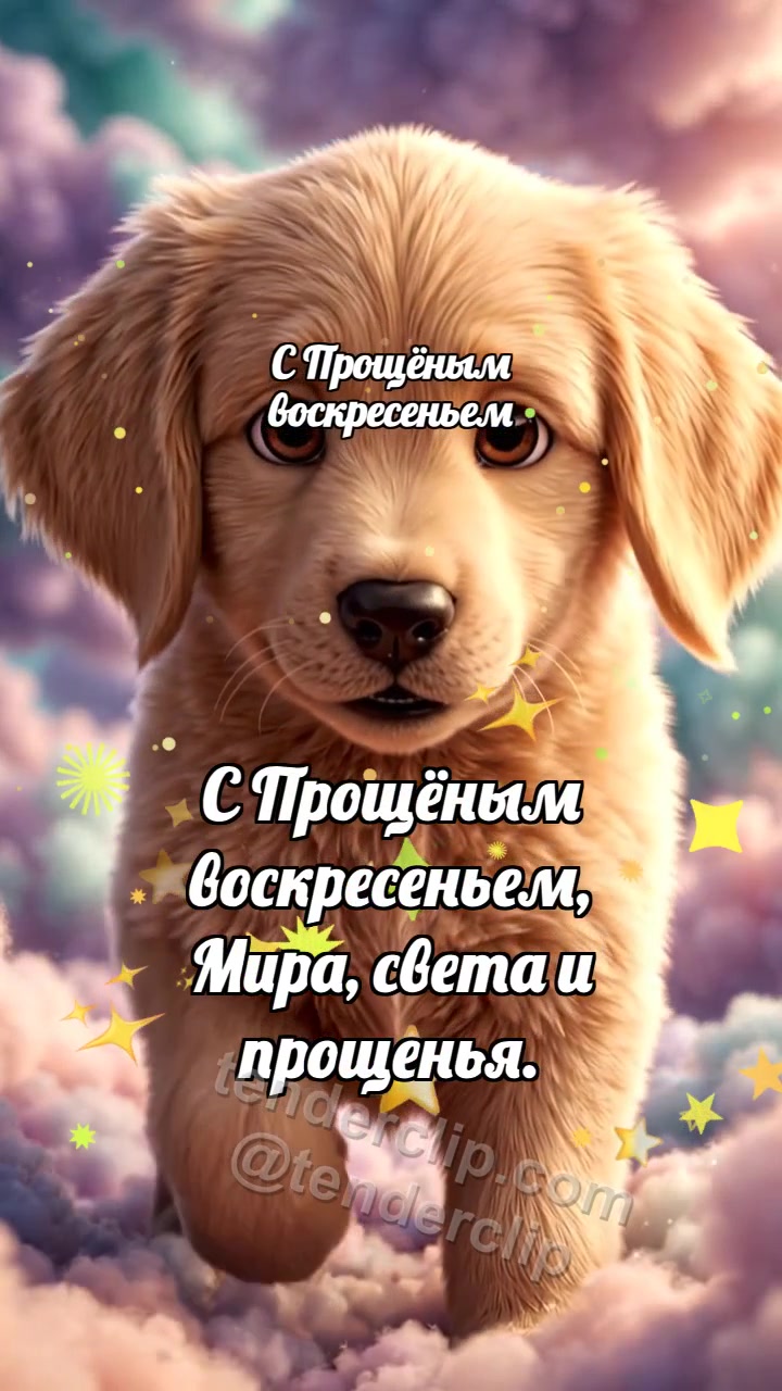 С Прощёным воскресеньем: Щенок подаёт лапу