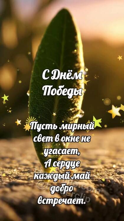 С Днём Победы: Оливковый лист ловит рассвет
