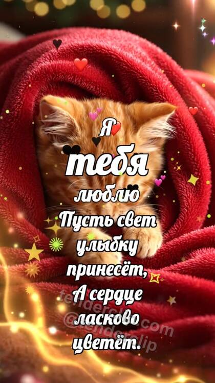 Я тебя люблю: Котёнок под большим пледом