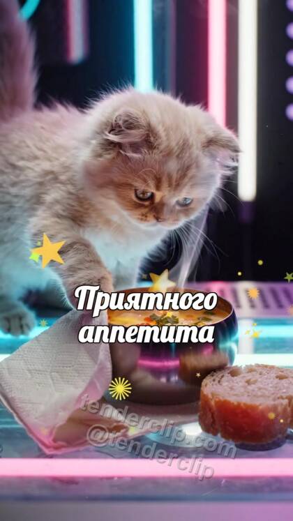Приятного аппетита: котёнок ставит хлеб к тарелке