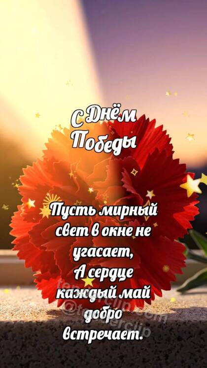 С Днём Победы: Гвоздика ловит рассвет