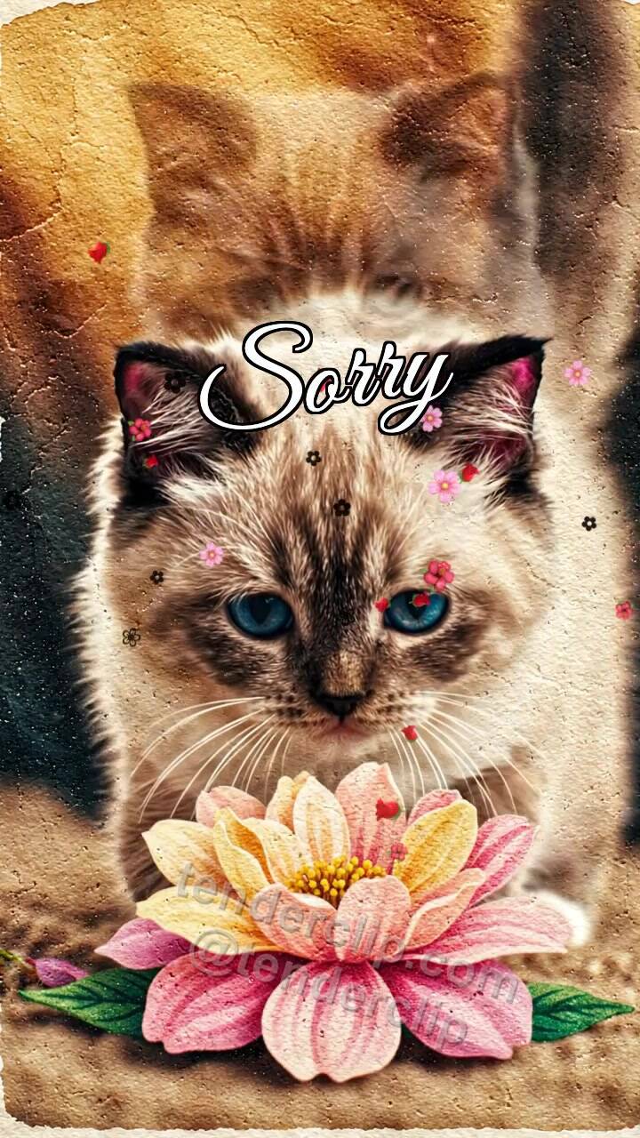 Animated greeting card about Sorry: Kitten Brings Flower