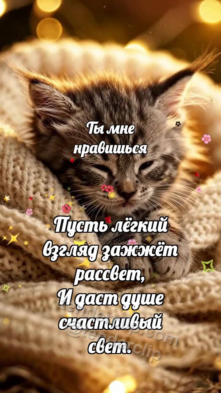 Анимационная открытка на тему Ты мне нравишься: Котёнок под большим пледом