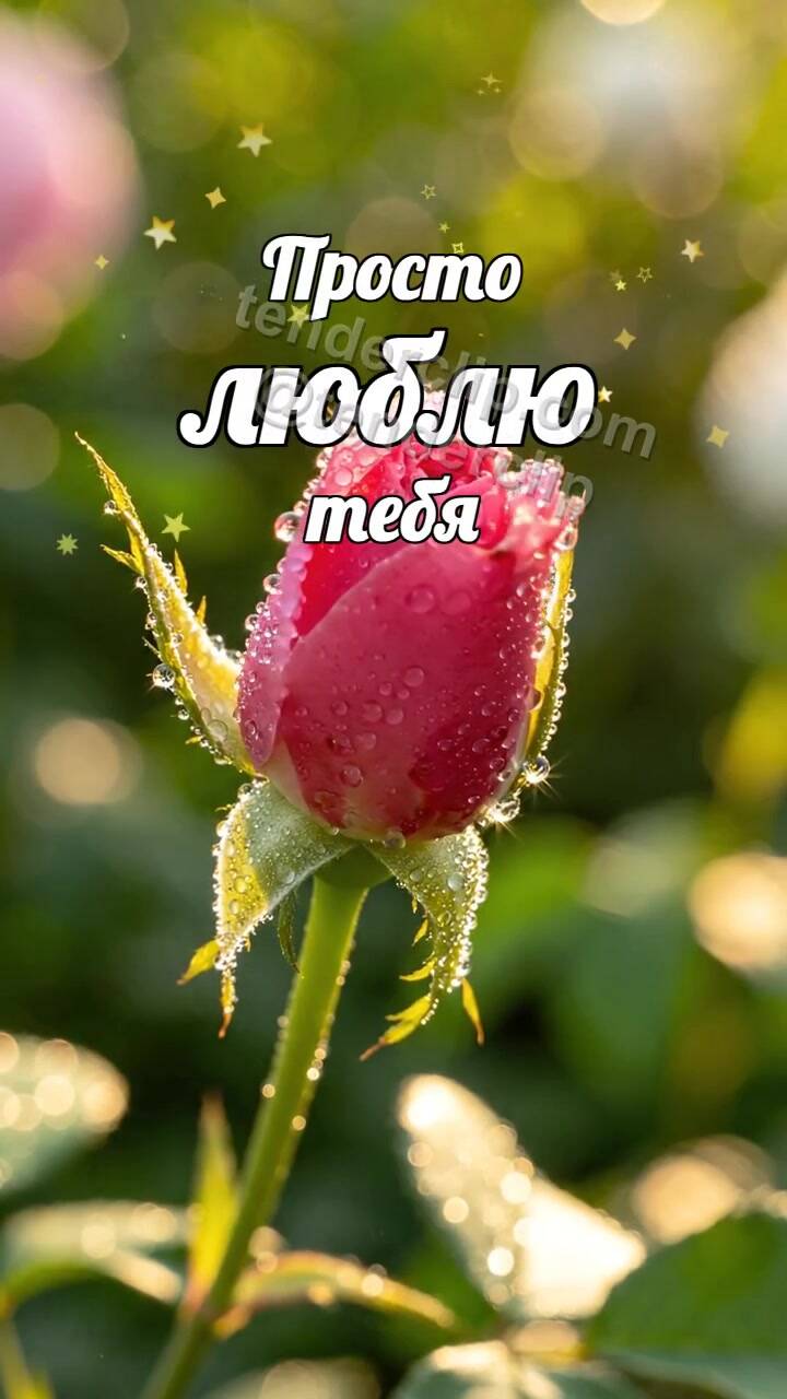 Анимационная открытка на тему Просто люблю тебя: бутон раскрывается
