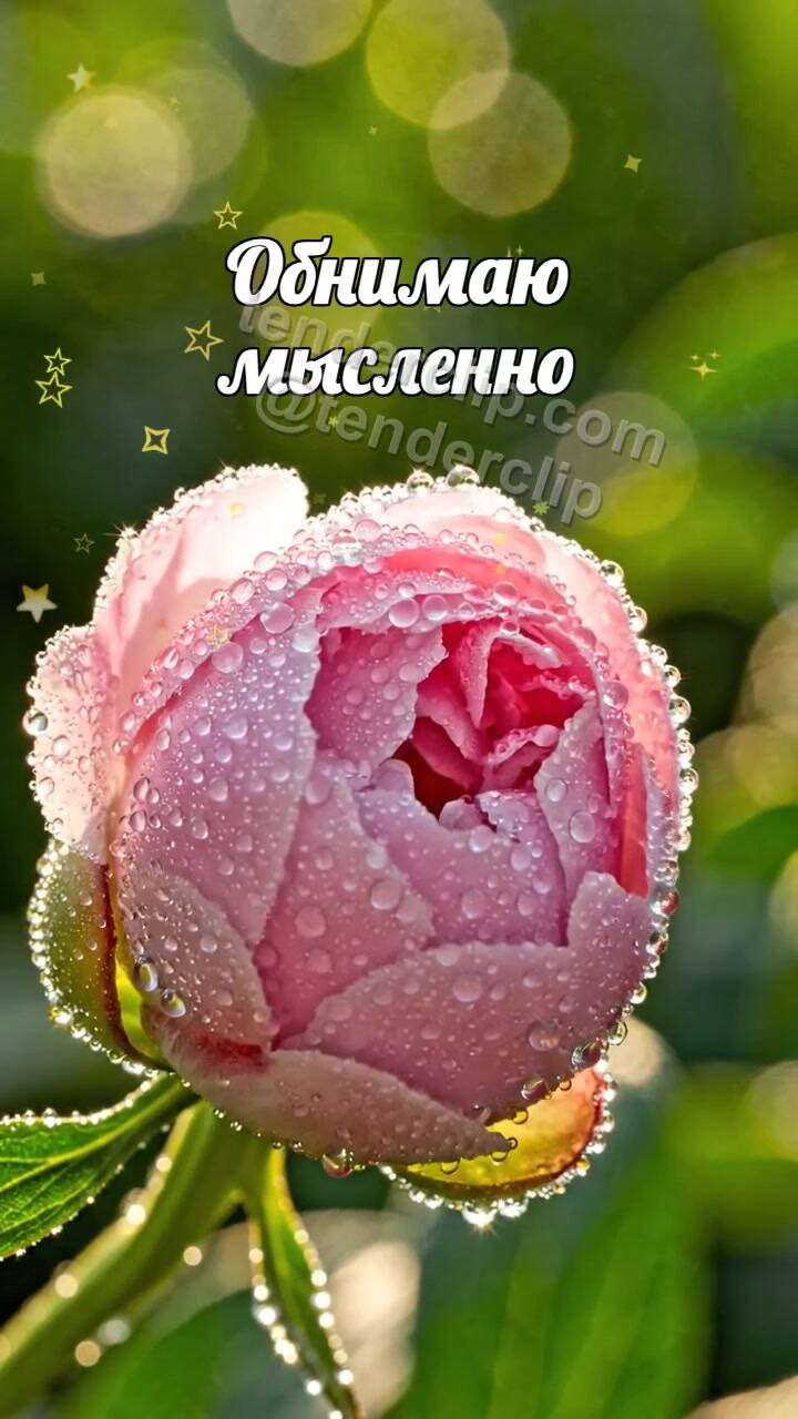 Анимационная открытка на тему Обнимаю мысленно: бутон раскрывается