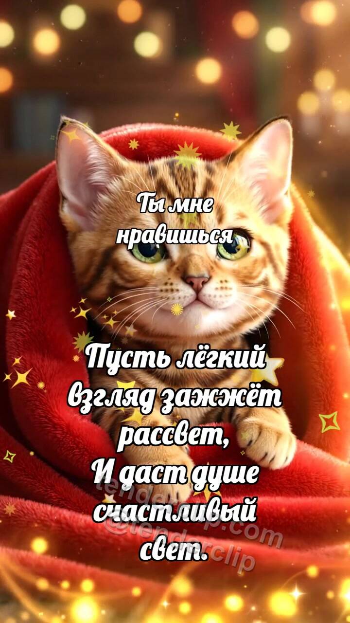Анимационная открытка на тему Ты мне нравишься: Котёнок под большим пледом