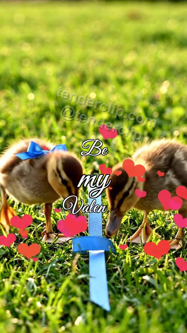 Animated greeting card about Be my Valentine: Ducklings Ribbon Heart