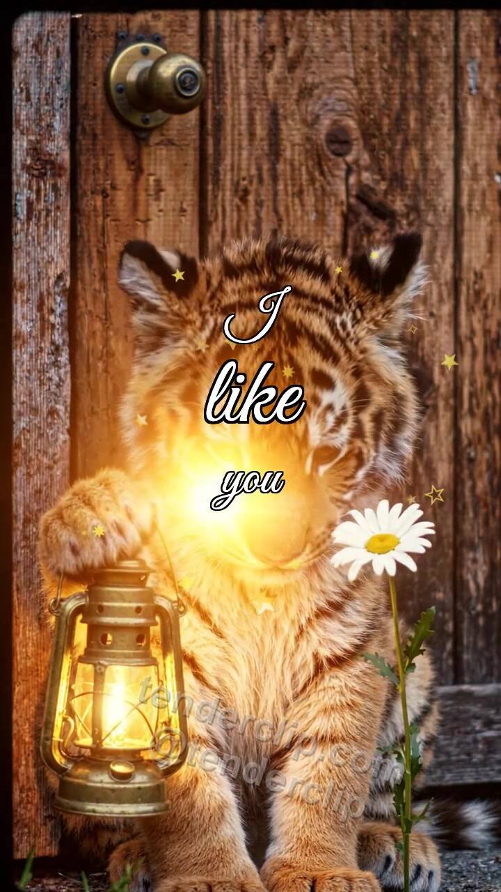 Animated greeting card about I like you: tiger cub gets shy with a lantern