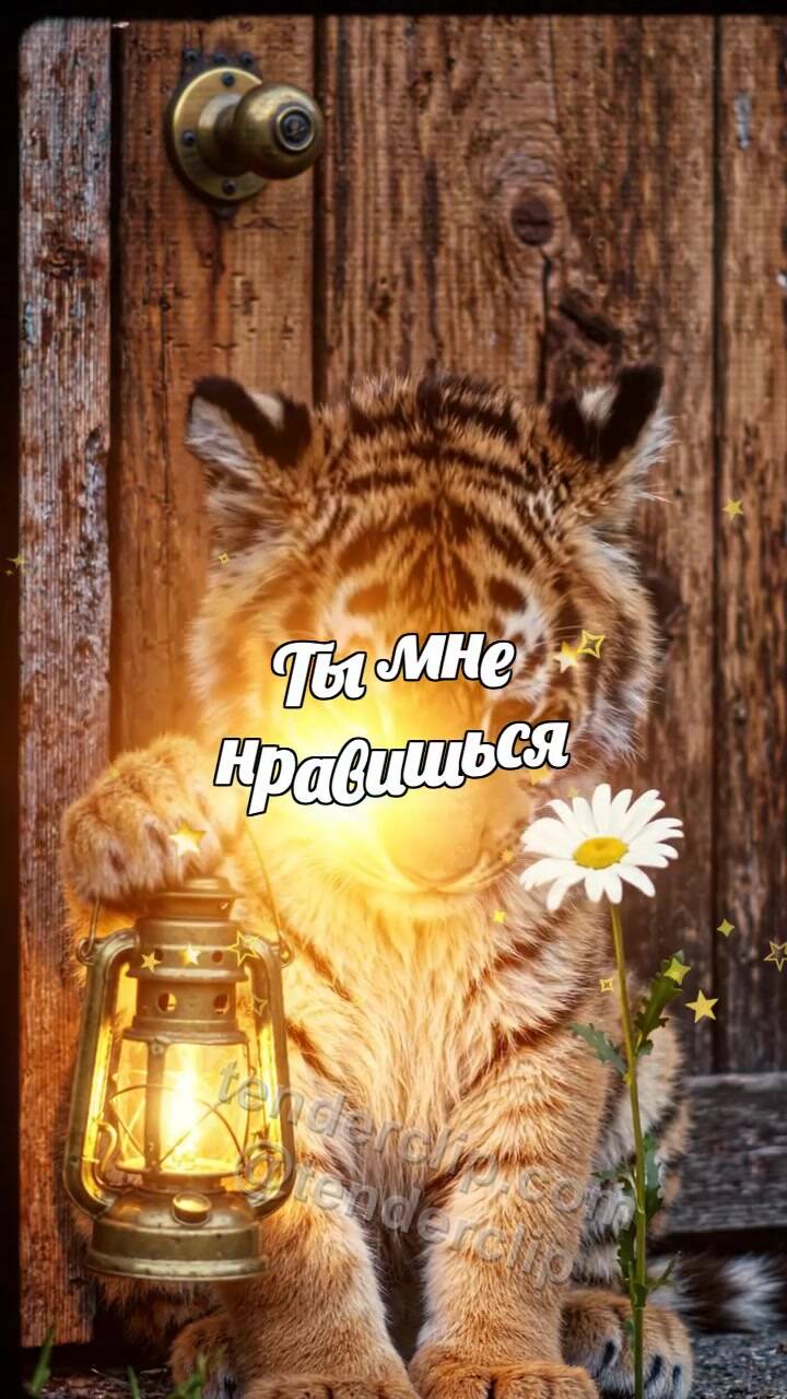 Анимационная открытка на тему Ты мне нравишься: тигрёнок смущается с фонариком