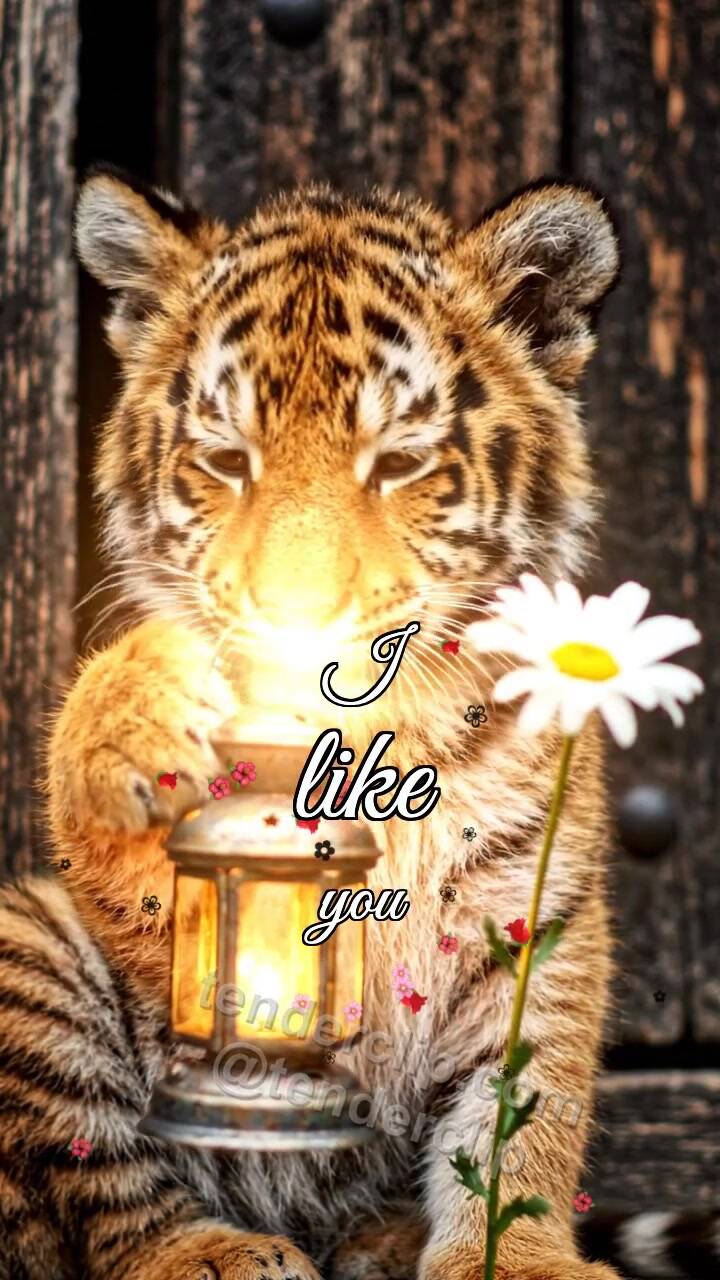 Animated greeting card about I like you: tiger cub gets shy with a lantern