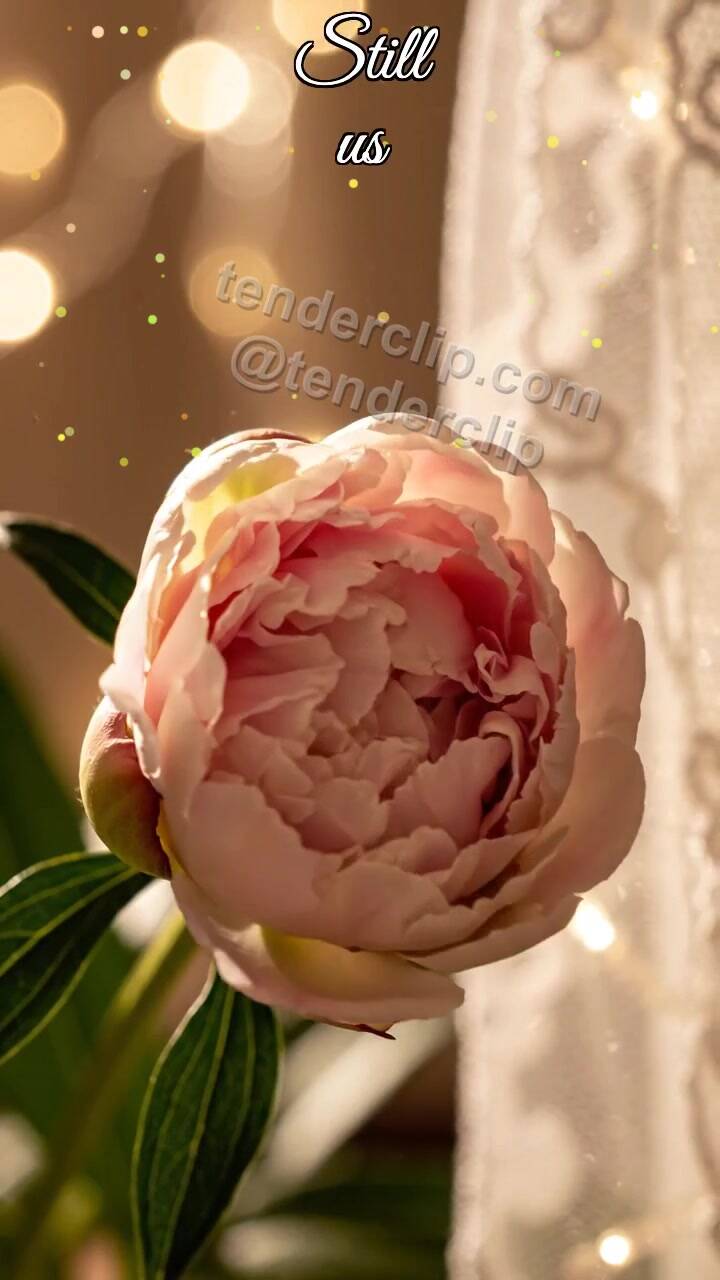 Animated greeting card about Still us: flower bud opens