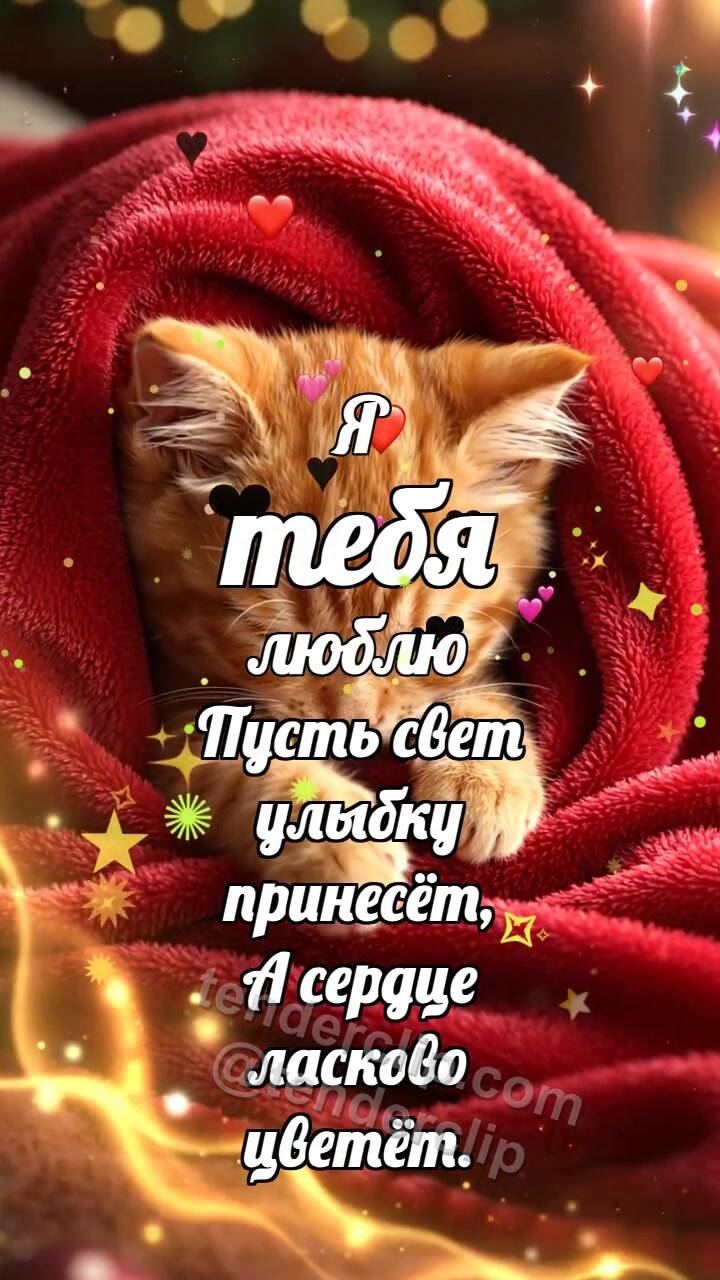 Анимационная открытка на тему Я тебя люблю: Котёнок под большим пледом