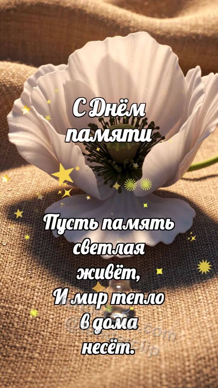 Анимационная открытка на тему С Днём памяти: Белый мак опускает тень