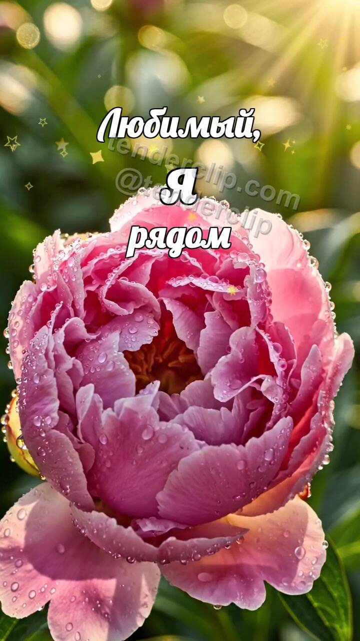 Анимационная открытка на тему Любимый, я рядом: бутон раскрывается
