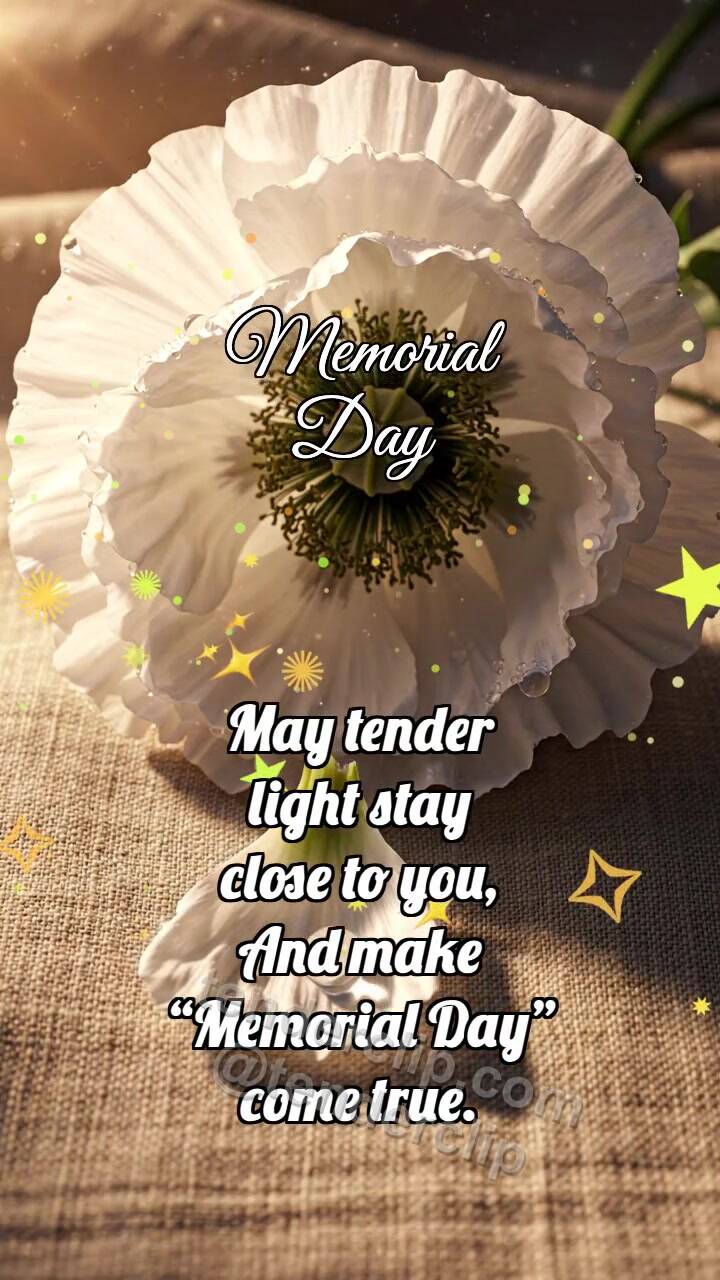 Animated greeting card about Memorial Day: White Poppy Lowers Shadow