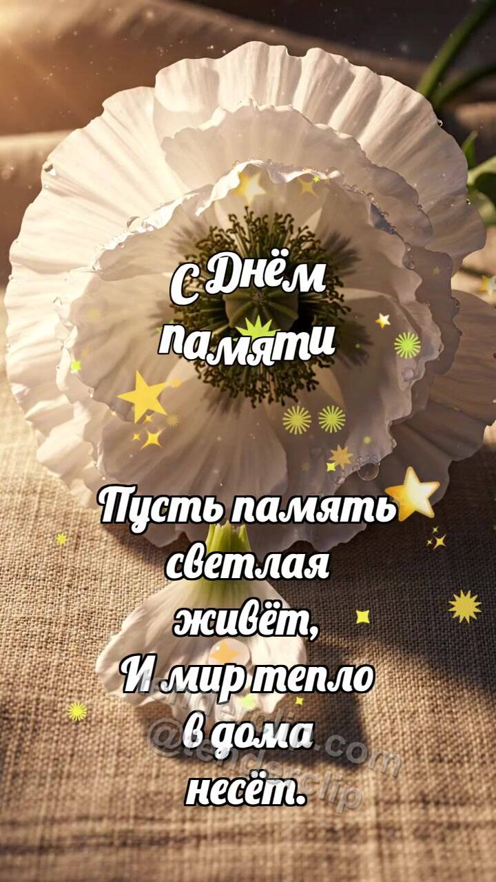 Анимационная открытка на тему С Днём памяти: Белый мак опускает тень