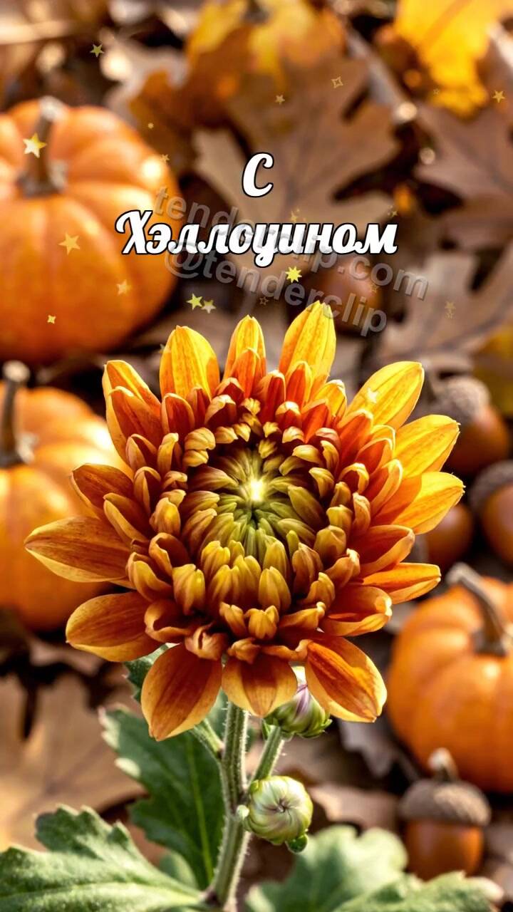 Анимационная открытка на тему С Хэллоуином: бутон раскрывается